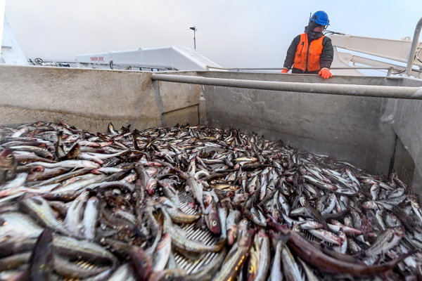 ЕС сильно нарастил импорт морепродуктов из России